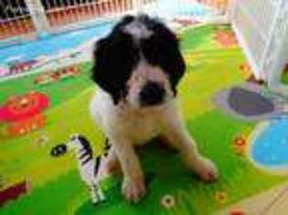 Medium Photo #1 Great Pyrenees Puppy For Sale in Dallas, GA, USA