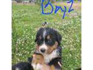 Bernese Mountain Dog Puppy for sale in Campobello, SC, USA