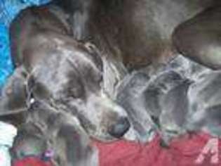 Great Dane Puppy for sale in CHICO, CA, USA