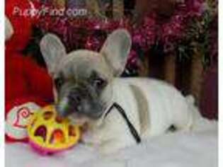 French Bulldog Puppy for sale in New Bethlehem, PA, USA