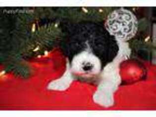 Goldendoodle Puppy for sale in Auburn Hills, MI, USA