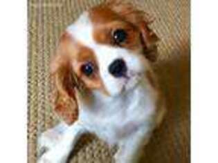 Cavalier King Charles Spaniel Puppy for sale in Mesa, AZ, USA