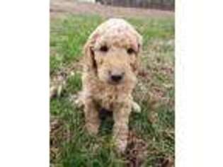 Goldendoodle Puppy for sale in Thompsonville, IL, USA