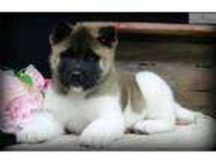 Akita Puppy for sale in Kansas City, MO, USA