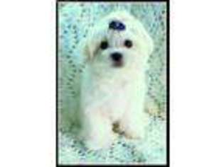 Maltese Puppy for sale in Mercer, PA, USA