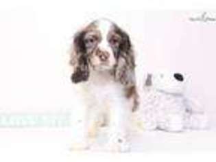 Cocker Spaniel Puppy for sale in Fort Myers, FL, USA