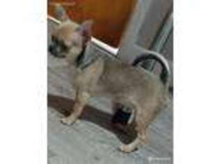 Chihuahua Puppy for sale in Massena, NY, USA