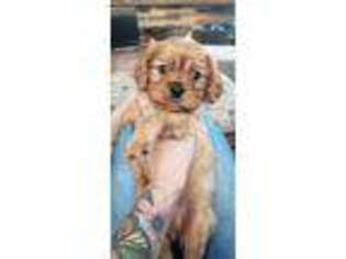 Cavalier King Charles Spaniel Puppy for sale in Cozad, NE, USA