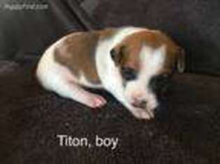 Jack Russell Terrier Puppy for sale in Great Falls, MT, USA