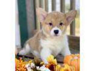 Pembroke Welsh Corgi Puppy for sale in Anderson, MO, USA