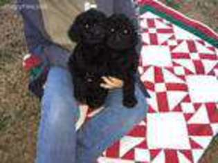 Mutt Puppy for sale in Centre, AL, USA