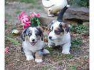 Cardigan Welsh Corgi Puppy for sale in Potomac, MD, USA