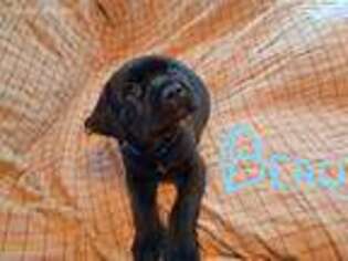 Cane Corso Puppy for sale in Rockville, IN, USA