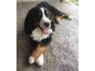 Bernese Mountain Dog Puppy for sale in Pleasant Hope, MO, USA