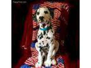 Dalmatian Puppy for sale in Seymour, MO, USA
