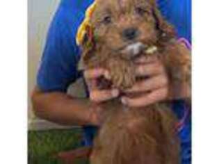 Cavapoo Puppy for sale in Frisco, TX, USA
