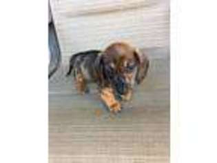 Dachshund Puppy for sale in Livermore, CA, USA