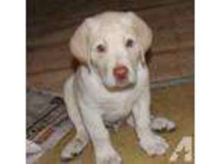 Labrador Retriever Puppy for sale in NEW DERRY, PA, USA