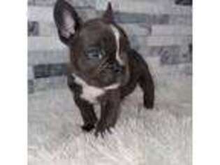 French Bulldog Puppy for sale in Queens, NY, USA