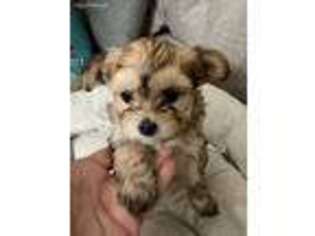 Mutt Puppy for sale in Hyde Park, NY, USA