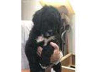 Saint Berdoodle Puppy for sale in Maspeth, NY, USA