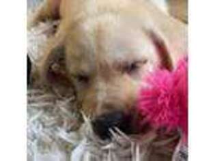 Labrador Retriever Puppy for sale in Redmond, WA, USA