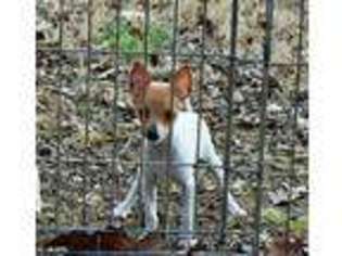 Mutt Puppy for sale in Evening Shade, AR, USA