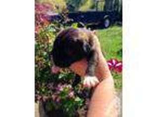 Boxer Puppy for sale in RIDGEFIELD, WA, USA