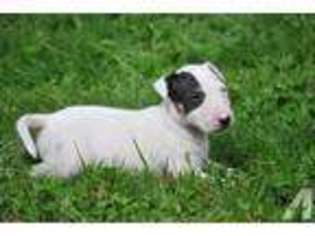 Bull Terrier Puppy for sale in CRAWFORD, TN, USA