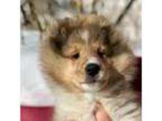 Shetland Sheepdog Puppy for sale in Lenox, IA, USA
