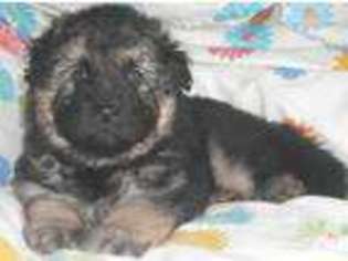 German Shepherd Dog Puppy for sale in ANTRIM, NH, USA