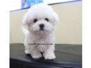 Maltese Puppy for sale in Kansas City, MO, USA