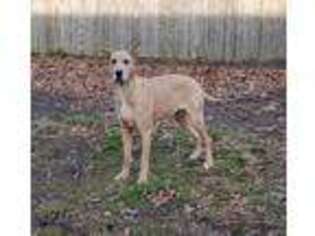 Great Dane Puppy for sale in Vineland, NJ, USA
