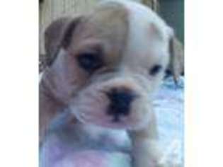 Bulldog Puppy for sale in PORTLAND, OR, USA