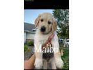 Golden Retriever Puppy for sale in Middleton, ID, USA