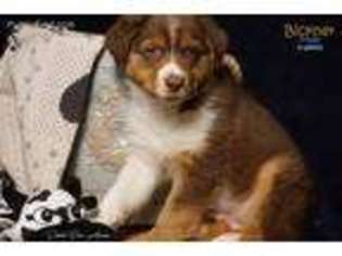 Australian Shepherd Puppy for sale in Burbank, SD, USA