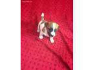 Jack Russell Terrier Puppy for sale in Mountain Home, AR, USA