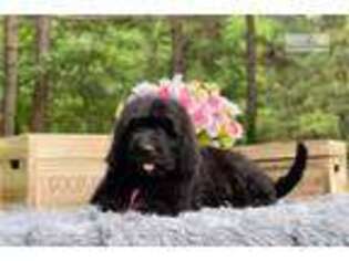Newfoundland Puppy for sale in Charlotte, NC, USA