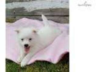 American Eskimo Dog Puppy for sale in Canton, OH, USA