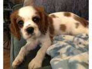 Cavalier King Charles Spaniel Puppy for sale in Ballinger, TX, USA
