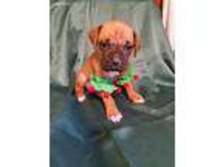 Boxer Puppy for sale in Martinsburg, WV, USA