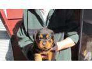 Rottweiler Puppy for sale in ENUMCLAW, WA, USA