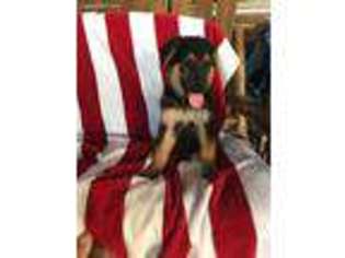 German Shepherd Dog Puppy for sale in Justin, TX, USA