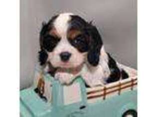 Cavalier King Charles Spaniel Puppy for sale in Prescott Valley, AZ, USA