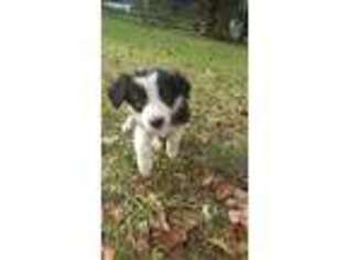 Border Collie Puppy for sale in Interlachen, FL, USA