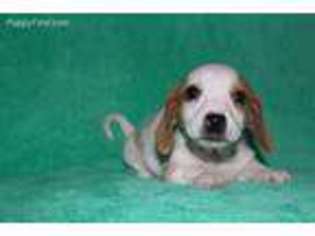 Dachshund Puppy for sale in Vandalia, OH, USA