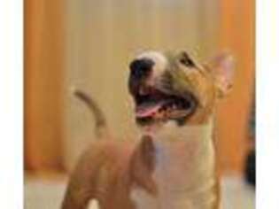 Bull Terrier Puppy for sale in Sioux Falls, SD, USA