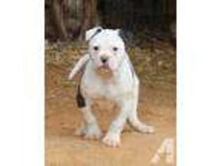 American Bulldog Puppy for sale in PARSONS, TN, USA