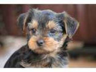 Yorkshire Terrier Puppy for sale in Manton, MI, USA