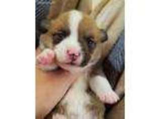 Pembroke Welsh Corgi Puppy for sale in Queens Village, NY, USA